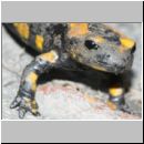 Salamandra salamandra - Feuersalamander 01d OS-Wallenhorst-Tongrube.jpg